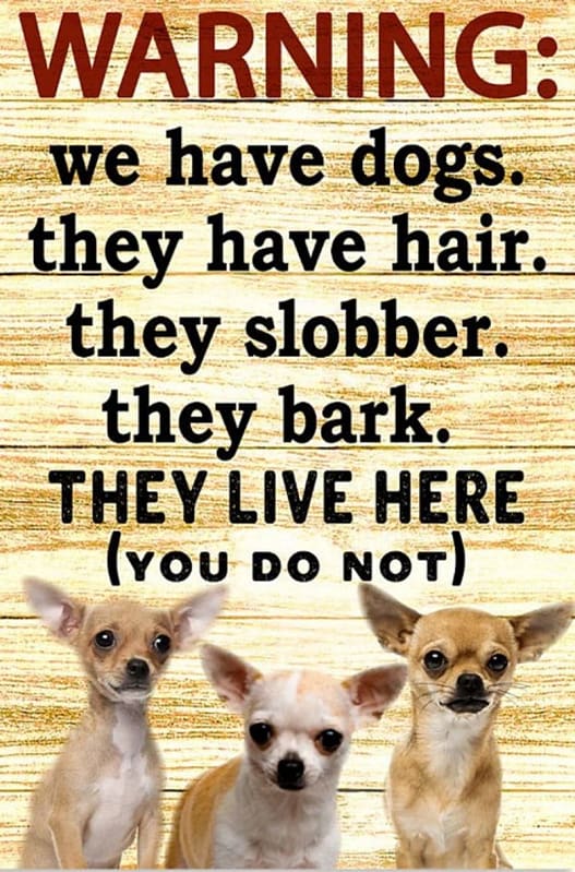 Warning They Live Here Chihuahua Vertical Unframed / Wrapped Canvas Wall Decor Poster