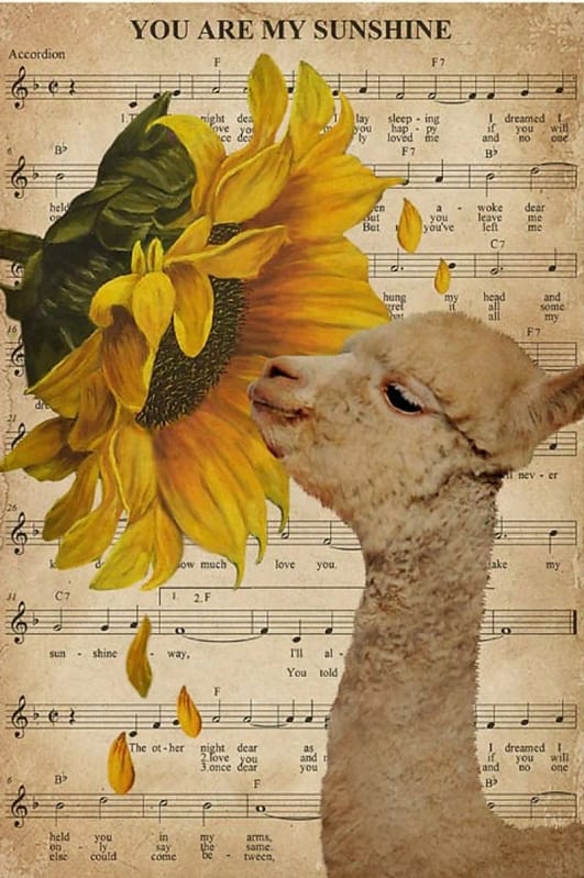 Music Sheet Sunflower My Sunshine Alpaca Vertical Unframed / Wrapped Canvas Wall Decor Poster