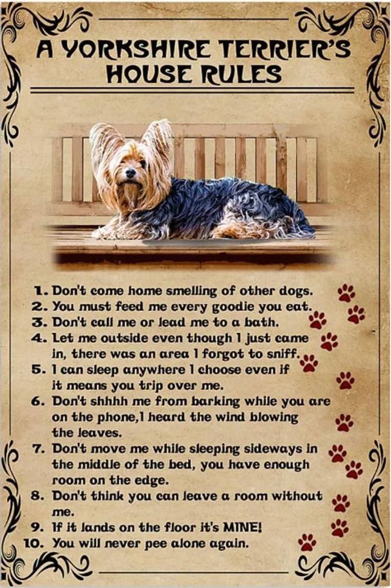A Yorkshire Terrier's House Rules Vintage Unframed / Wrapped Canvas Wall Decor Poster