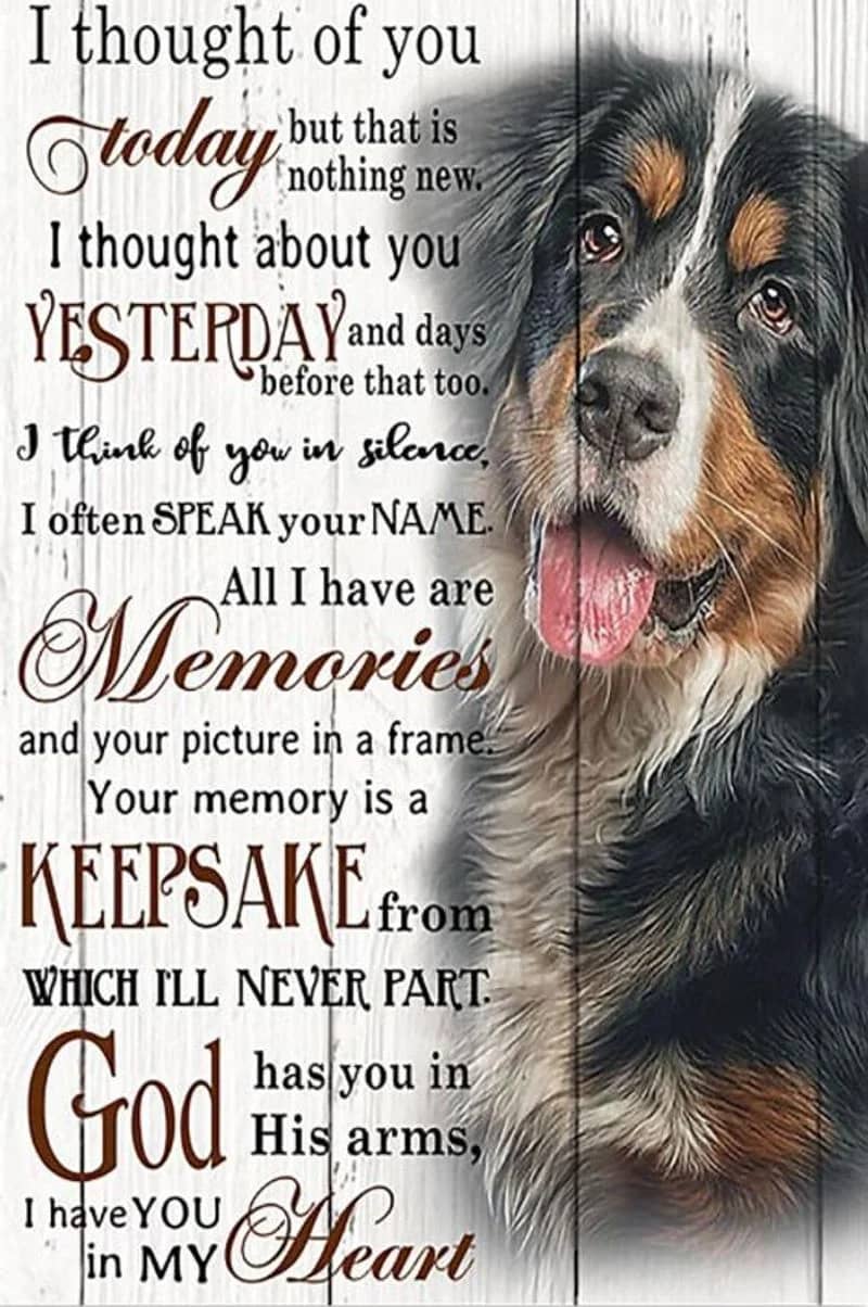 Bernese Mountain Dog I Thought Of You Today Vertical Unframed / Wrapped Canvas Wall Decor Poster