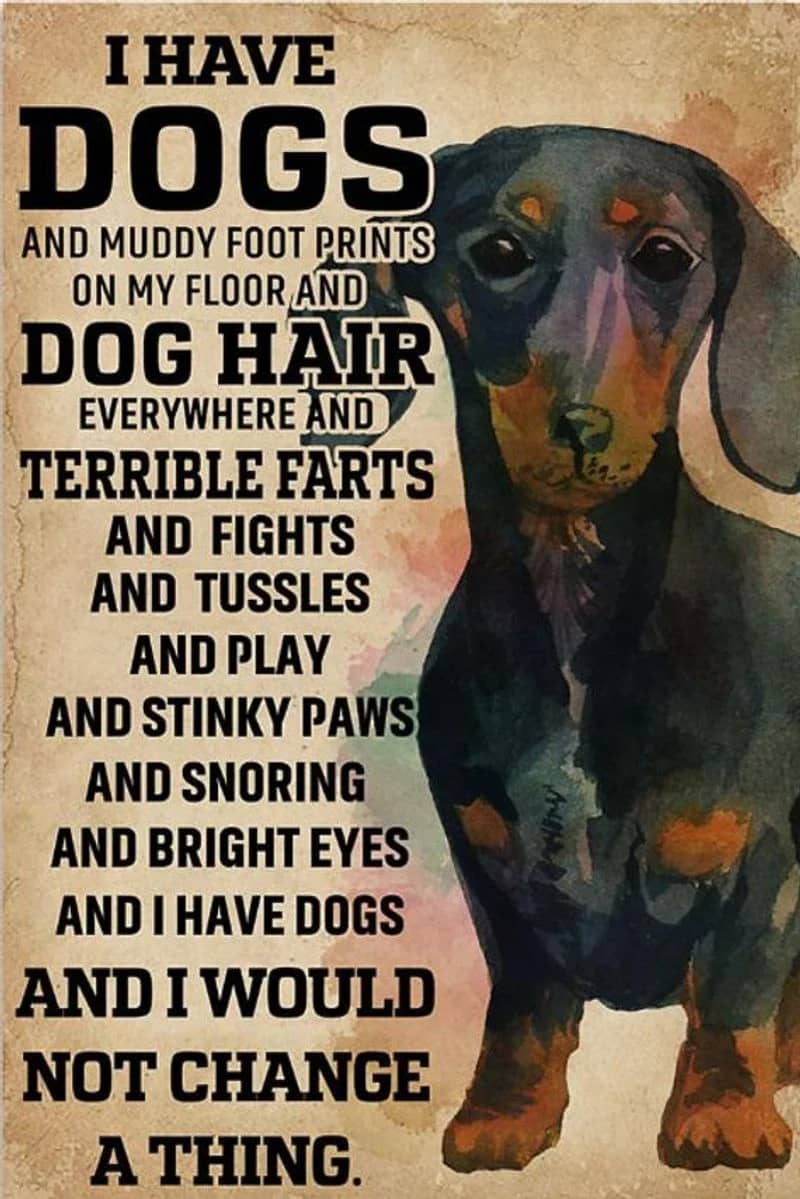 I Have Dogs And Muddy Foot Prints Dachshund Vertical Unframed / Wrapped Canvas Wall Decor Poster
