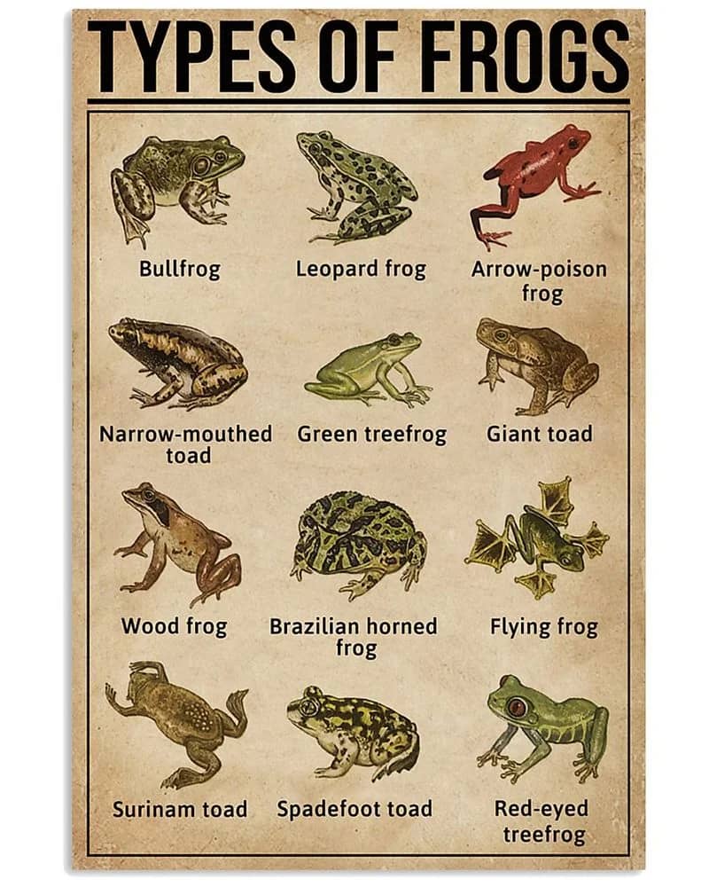 Types Of Frogs Unframed , Wrapped Canvas Wall Decor - Frame Not Include Poster