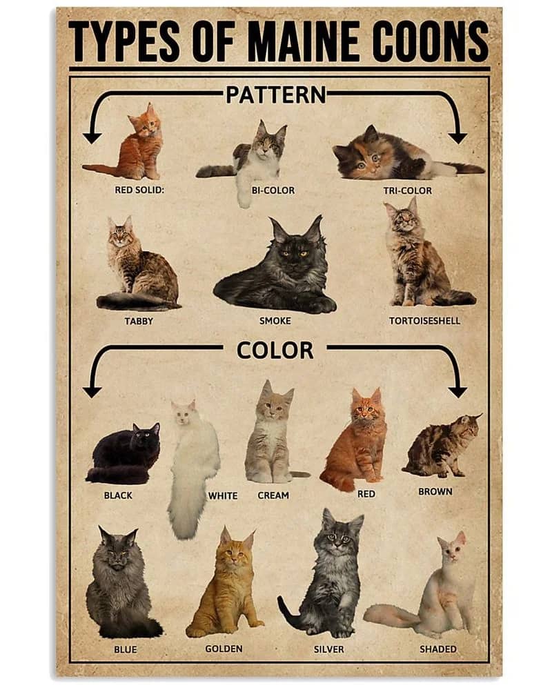 Types Of Maine Coon Cat Unframed , Wrapped Canvas Wall Decor - Frame Not Include Poster