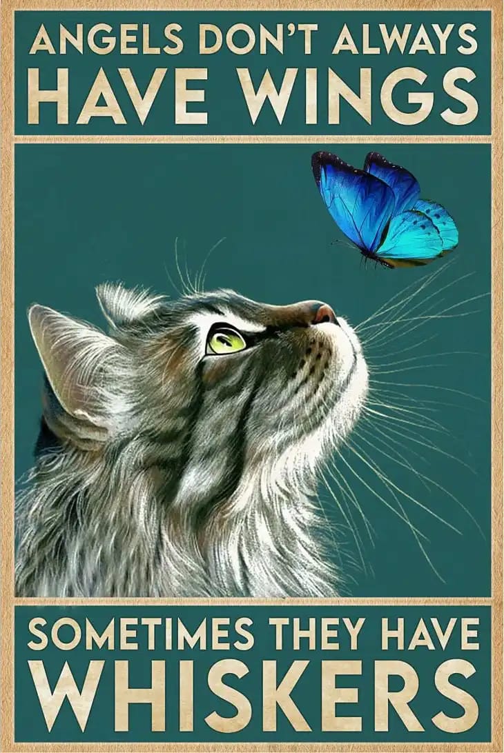Angels Don'T Always Have Wings Sometimes Cat Poster