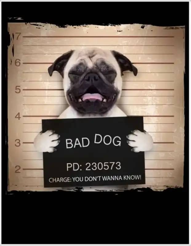Bad Dog Funny Pug Prison Mug Shot Poster