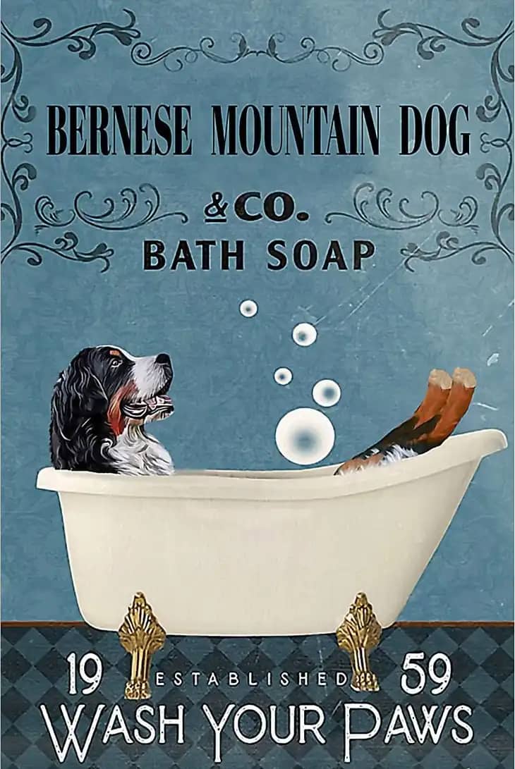 Bernese Mountain Bath Soap Wash Your Paws Poster
