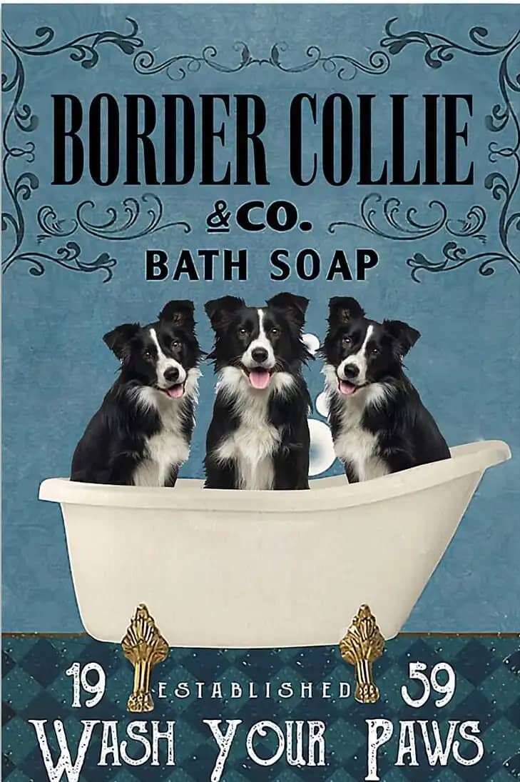 Border Collie Bath Soap Wash Your Paws Poster