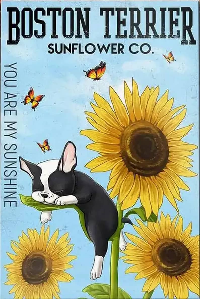 Boston Terrier Dog Sunflower Company Poster