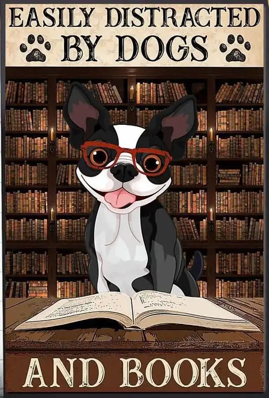 Boston Terrier Easily To Distracted By Dogs And Books Poster