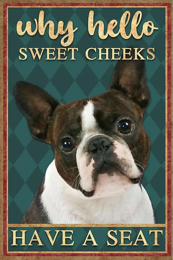 Boston Terrier Why Hello Sweet Cheeks Have A Seat Poster