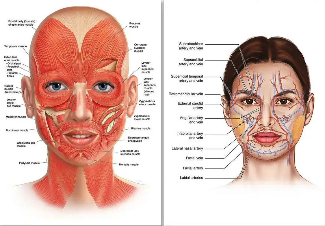 Facial Anatomy Poster