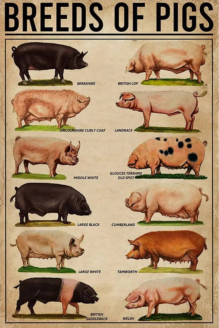 Types Of Pig Pigs Breeds Poster
