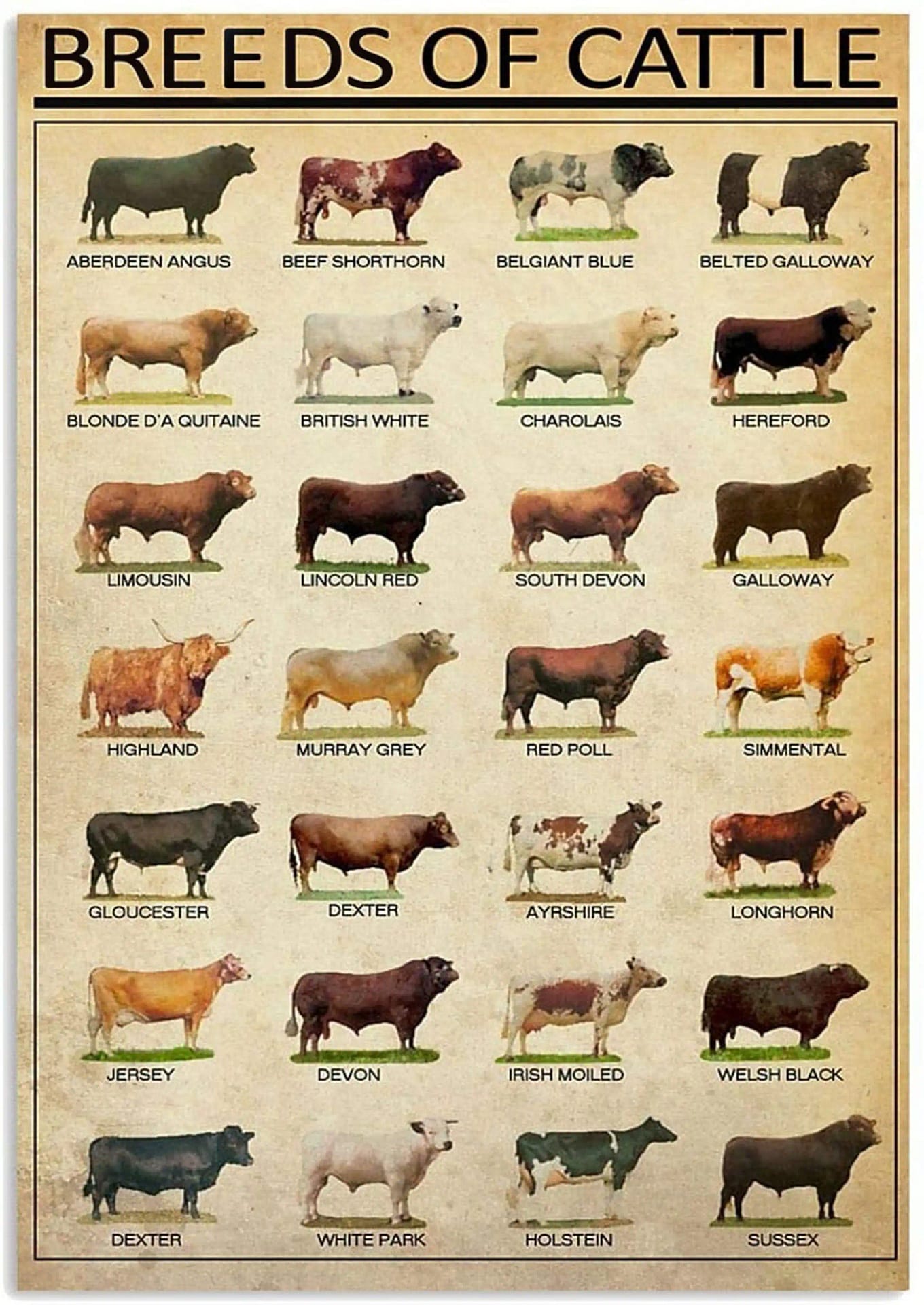 Breeds Of Beef Cattle Cow Poster