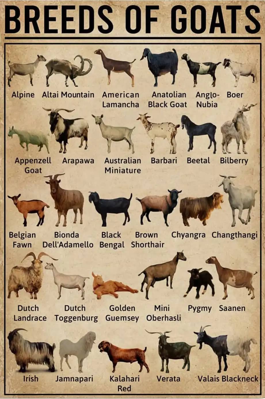 Breeds Of Goat Poster