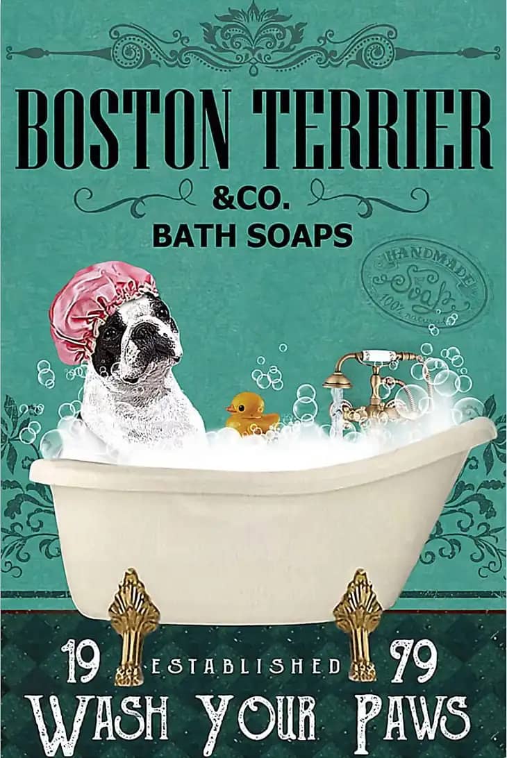 Dog Boston Terrier Co Bath Soap Poster