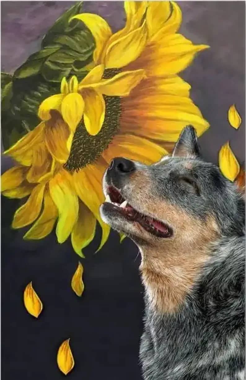 Heeler Sunflower Poster