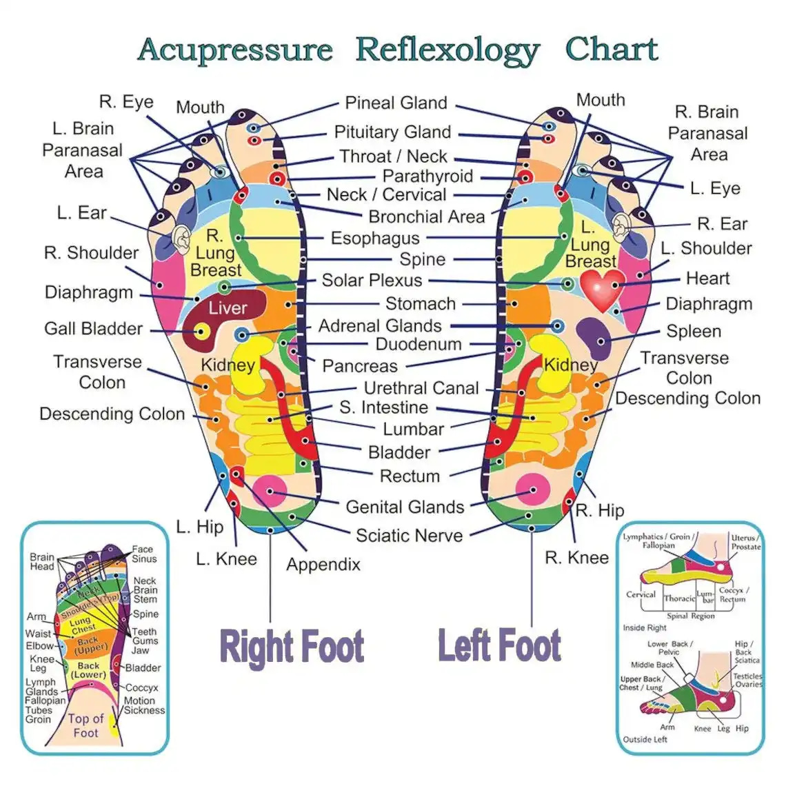 Reflexology And Acupressure Map Of Feet Chart For The Professional Quality Print Poster