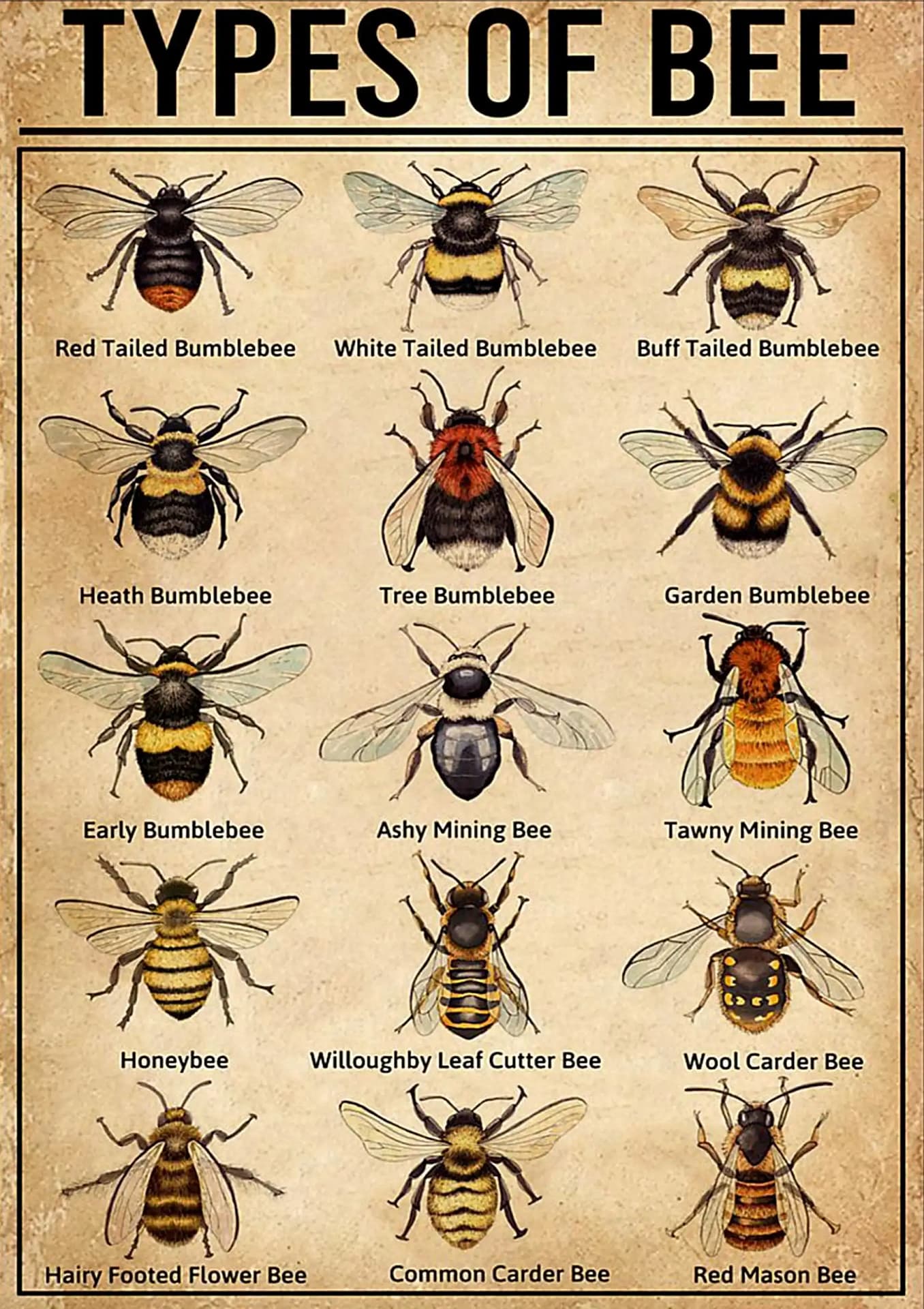 Types Of Bee Poster